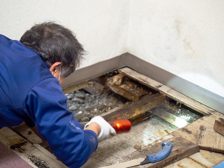 Mold Removal Attic Vaughan