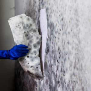 mold removal company toronto