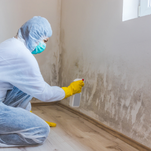 mold removal 