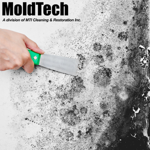 mold removal from walls toronto