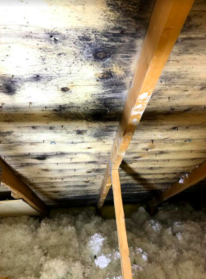 Mold removal Mississauga: Vertical view of attic black mold from Four Seasons