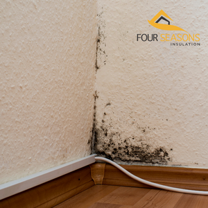 mold removal Toronto