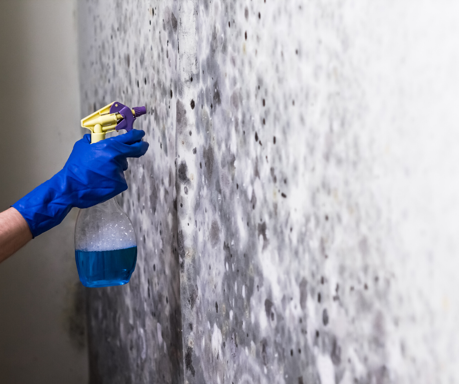 Mold Removal in Toronto