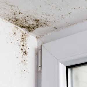 mold removal