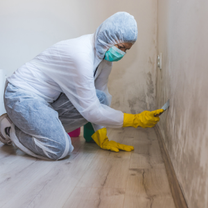 mold-removal-toronto