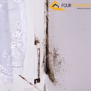 mold removal mississauga