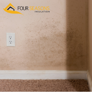 mold removal in mississauga
