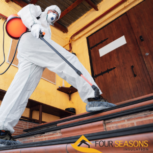 mold removal company